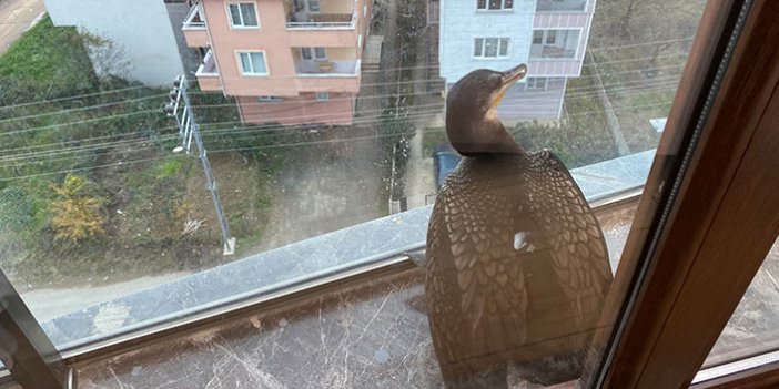 Ordu'da balkonda mahsur kalan karabatak kuşu kurtarıldı