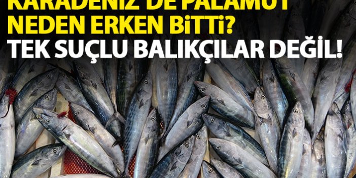 Karadeniz'de palamut neden erken bitti? Tek suçlu balıkçılar değil!