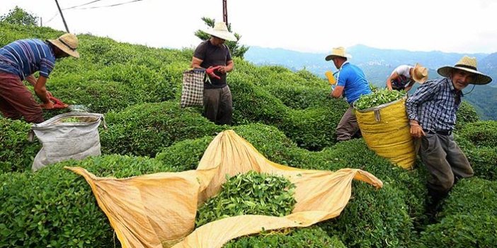Türkiye'nin çay ihracatının yüzde 50'sine yakını Rize'den