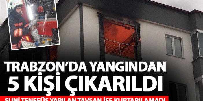 Trabzon’da yanan evden 5 kişi çıkarıldı! Suni teneffüs yapılan tavşan ise kurtarılamadı