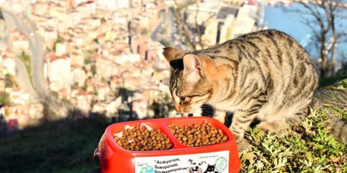 Trabzon'da kısıtlamada sokak hayvanları unutulmadı