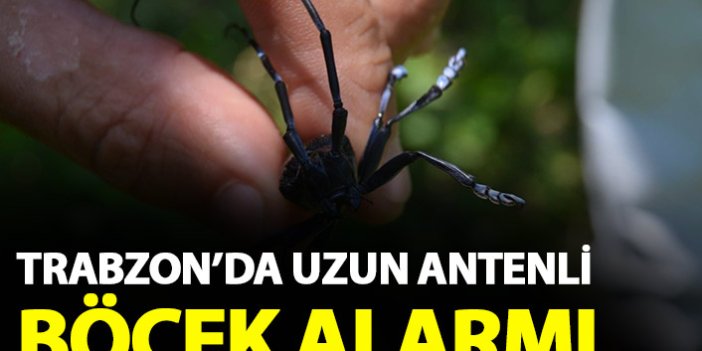 Trabzon'da uzun antenli böcek alarmı