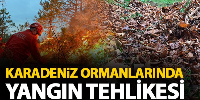 Doğu Karadeniz ormanlarında 'yangın' tehlikesi