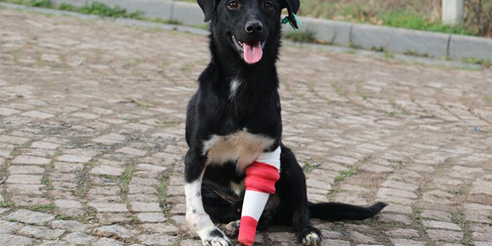 Protez bacak takılan köpek yeni sahibini bekliyor
