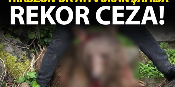 Trabzon'da ayı vuran şahısa rekor ceza!