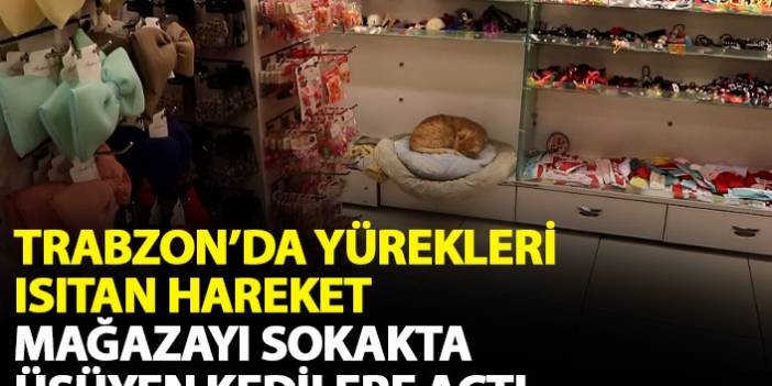 Trabzon'da yürekleri ısıtan hareket! Mağazanın kapılarını kedilere açtı