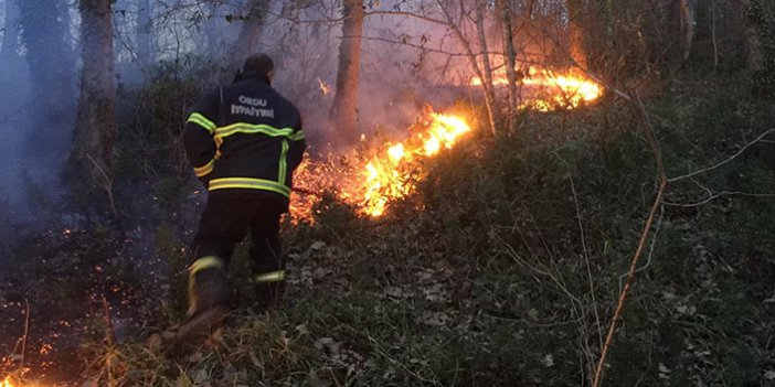 Doğu Karadeniz'in ciğerleri yandı! Son 3 ayda 836 yangın