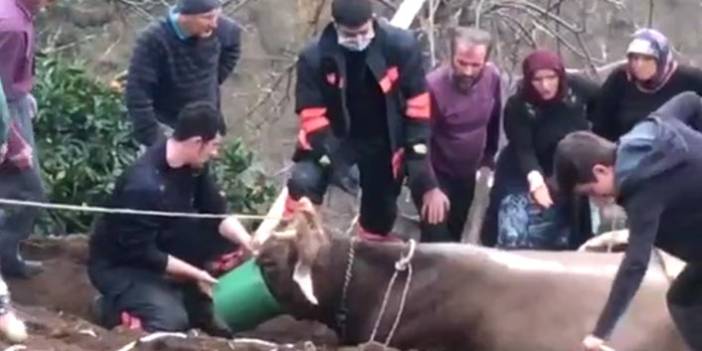 Trabzon'da uçurumun kenarına yuvarlanan inek için seferberlik