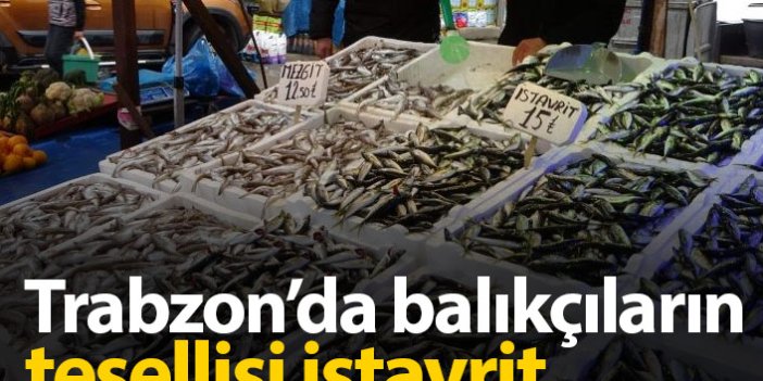 Trabzon'da balıkçıların tesellisi istavrit
