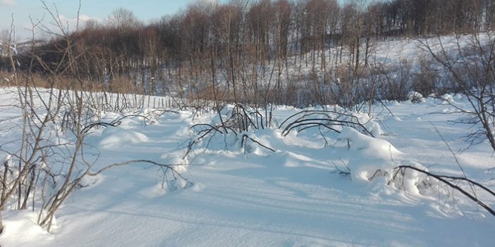 Kar yağışı, fındık dallarının belini büktü