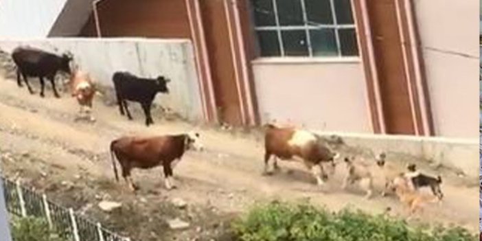 Artvin'de köpekler ineklere saldırdı
