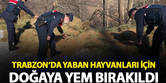 Trabzon’da jandarma, yaban hayvanlarını unutmuyor