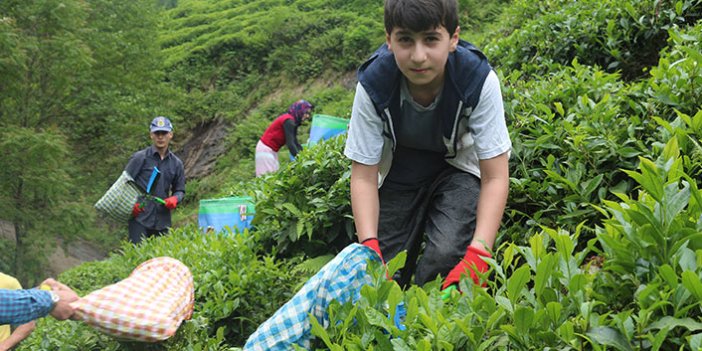 Doğu Karadeniz’e 'çay göçü' öncesi kritik 'vaka' uyarısı