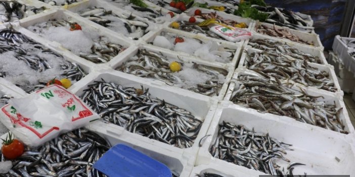 Karadeniz'de hamsi azaldı, balıkçıların yeni umudu "çaça" oldu