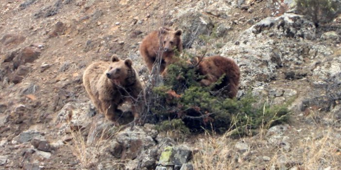 Kış uykusundan uyanan ayılar yemek aramaya çıktı