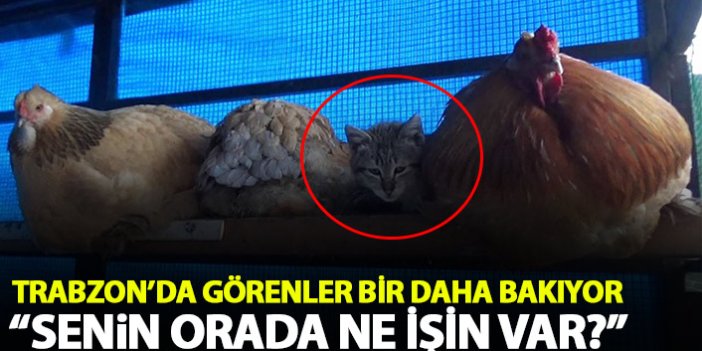 Trabzon'da kedi ile tavukların şaşırtan dostluğu