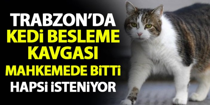 Trabzon'da kedi besleme kavgası mahkemede bitti