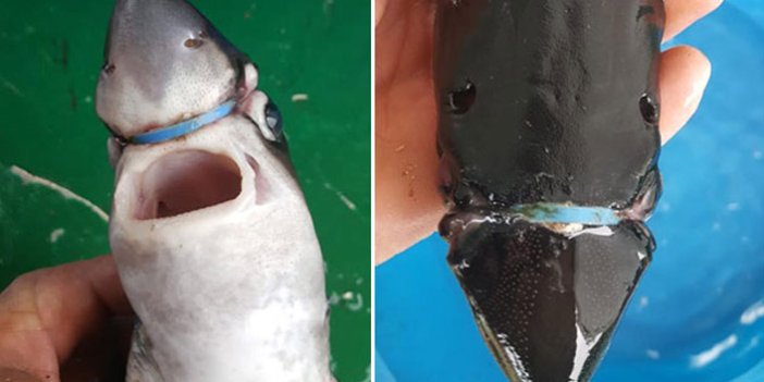 Yavru köpek balığının hayatını kurtardı