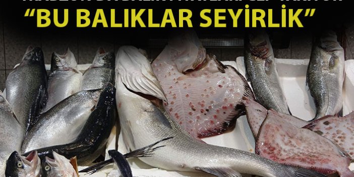 Trabzon'da balık fiyatları cep yakıyor!