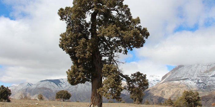 500 yıllık anıt ağaca koruma talebi