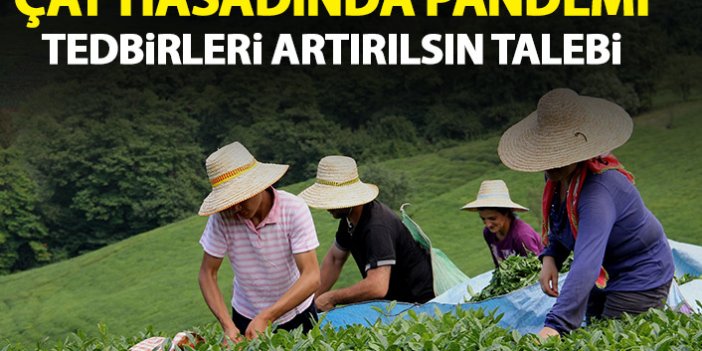 Trabzon'dan çay hasadı için pandemi uyarısı