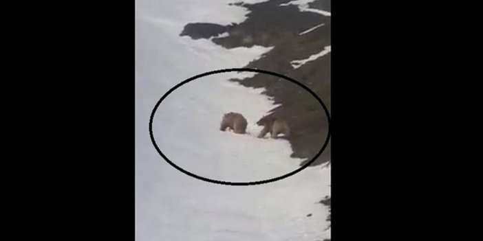 Bayburt'ta ayılar kameraya yakalandı