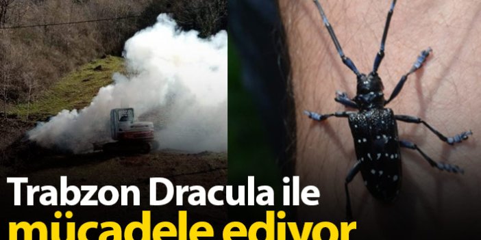 Trabzon'da Dracula ile mücadele sürüyor