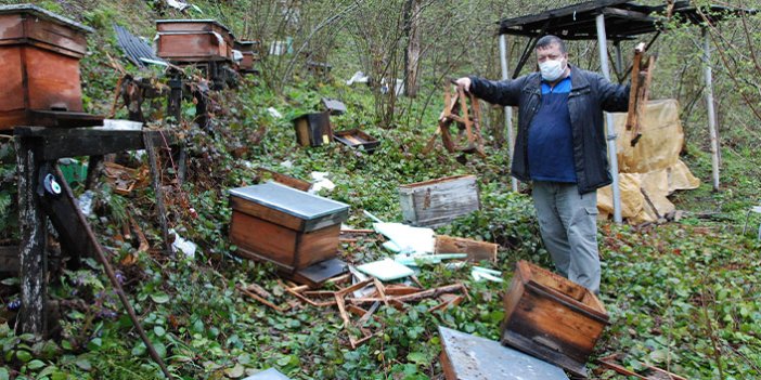 Köye gelen ayı 30 arı kovanını parçaladı!