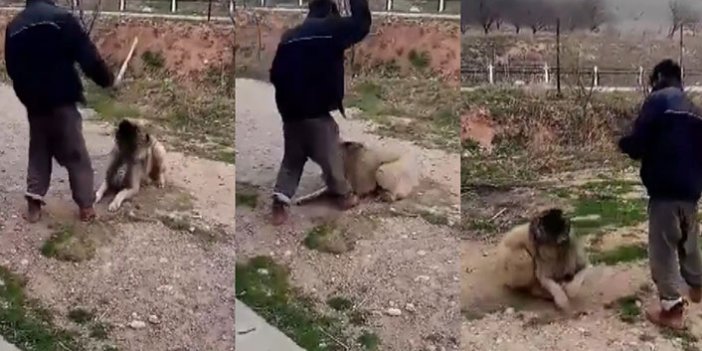 Köpeğini sopayla döven kişinin görüntülerine tepki yağdı