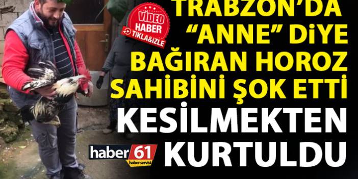 Trabzon’da “Anne” diye bağıran horoz kesilmekten kurtuldu