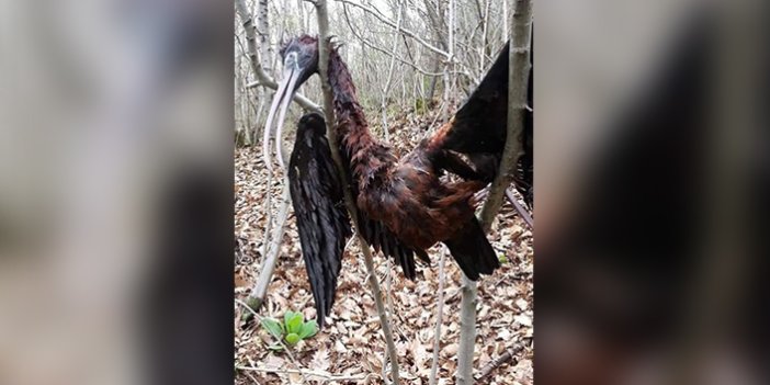 Trabzon'da Çeltikçi Kuşu’nun göçü yarım kaldı