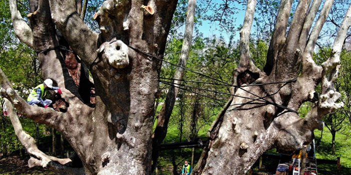 1200 yıllık dev çınar ağacına bakım