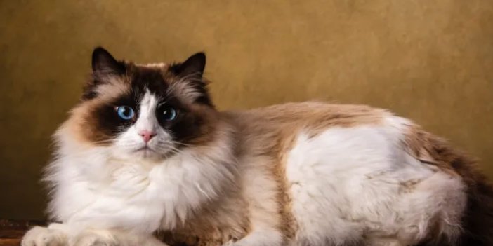 İlk kez kayda geçti: Bir kedi Covid-19 nedeniyle öldü