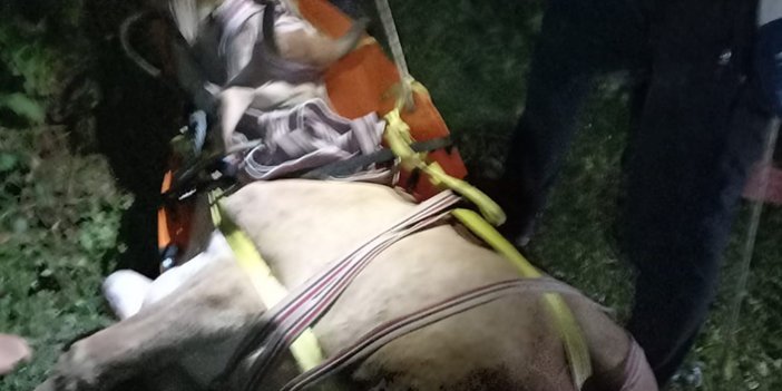 Giresun'da uçuruma yuvarlanan inek kurtarıldı