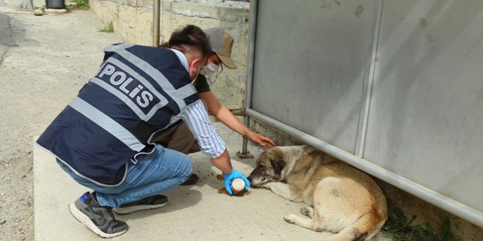 Artvin'de sokak hayvanlarına polis el uzattı