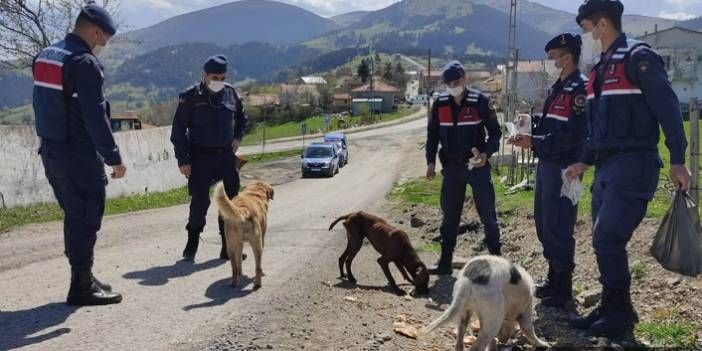 Samsun'da aç kalan sokak hayvanlarını jandarma besliyor