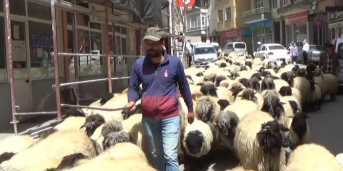 Trabzon'da yayla göçleri başladı