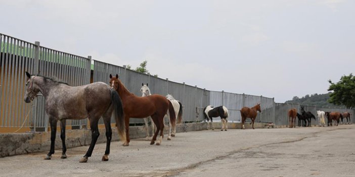 İBB atları Belediye, STK ve Üniversitelere teslim etti