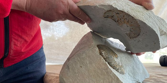 Ordu’da '65 milyon yıllık fosil bulundu' iddiası