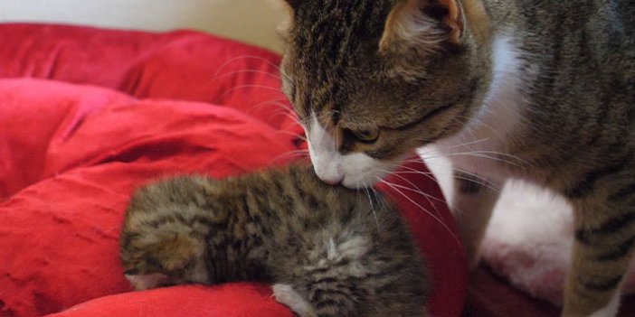 Trabzon'da annesiz kalan yavru kediye Vefa eli uzandı