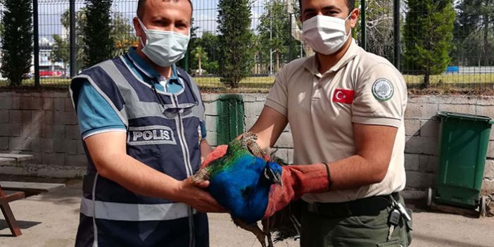 Orman İşletme Müdürlüğü'nden tavus kuşu çaldılar