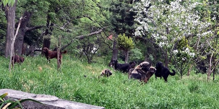 Samsun'da mezarlığa dadanan köpekler mahallenin kabusu oldu