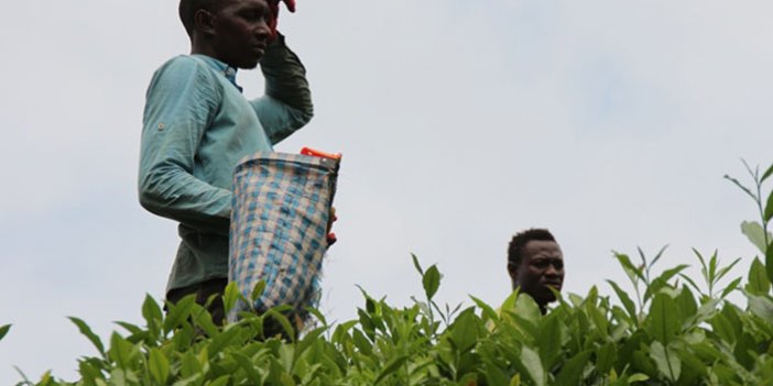 Afrikalı işçiler çay tarımı için Karadeniz'e geldi, uzmanlar uyardı
