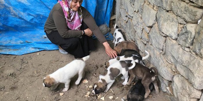 Doğum yapan köpek ve 11 yavrusuna sahip çıktı