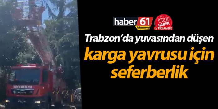 Trabzon’da yuvasından düşen karga yavrusu için seferberlik