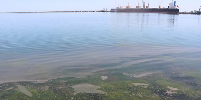 Samsun Limanı'nda korkutan kirlilik
