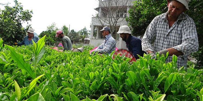 Rize'de yaş çay sezonu açıldı