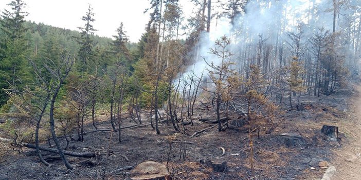 Artvin’deki orman yangınında acı bilanço