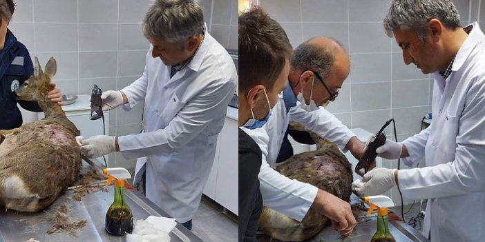Trabzon'da başıboş köpekler karacaya saldırdı