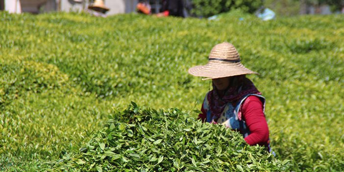 Yaş çay taban fiyatı açıklandı, üreticiler destek primlerinin arttırılmasını istedi
